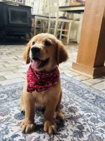 AKC Hank, a male Golden Retriever for sale in Raymond, MS – 2 of 5