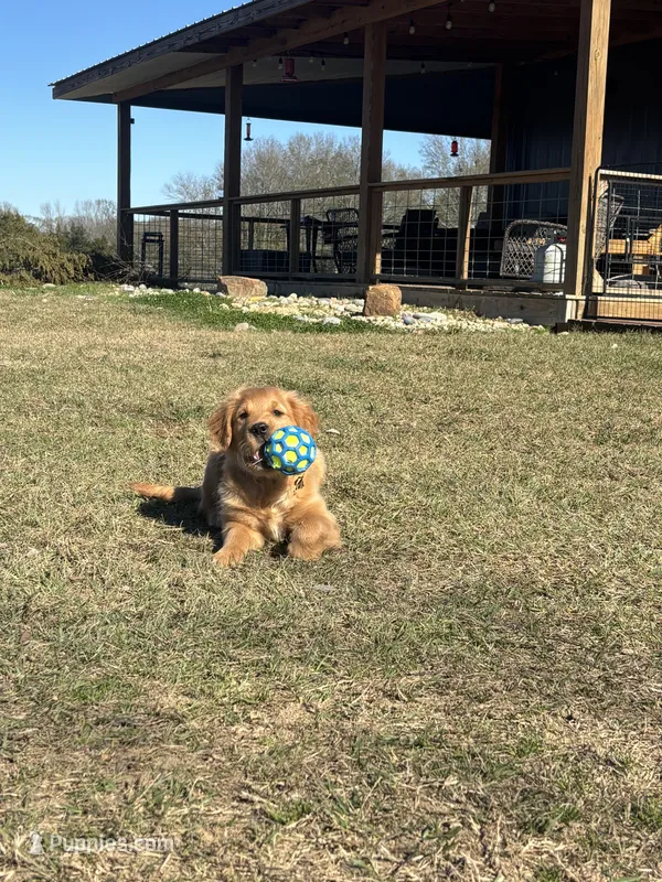 AKC WhoDat – Golden Retriever puppy for sale in Raymond, MS