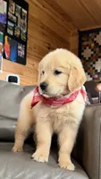 ✨AKC Halo - Obedience Training Started, Therapy Dog Potential , a male Golden Retriever for sale in Raymond, MS – 4 of 4