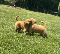 AKC Marigold , a female Golden Retriever for sale in Raymond, MS – 4 of 4