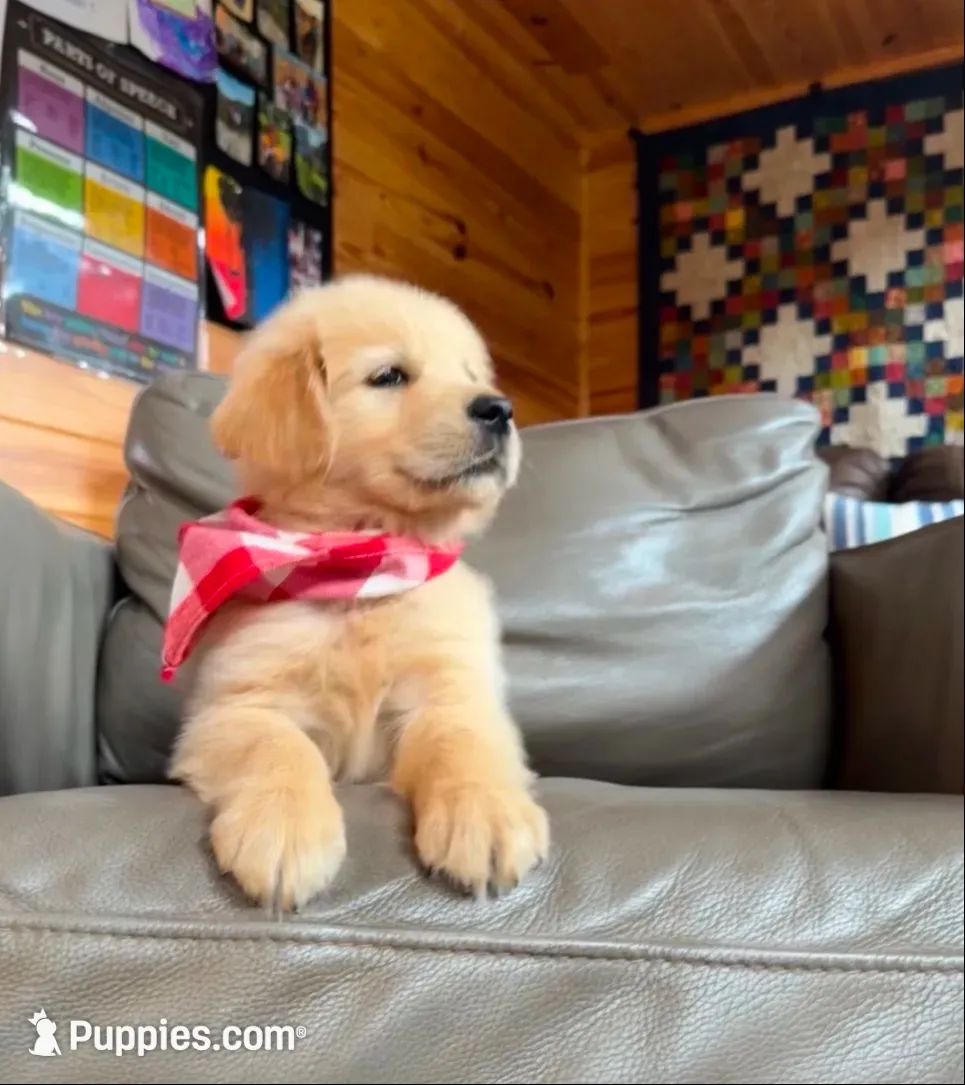 🎄 AKC’s Holly 🎄 , a female Golden Retriever for sale in Raymond, MS – 3 of 10