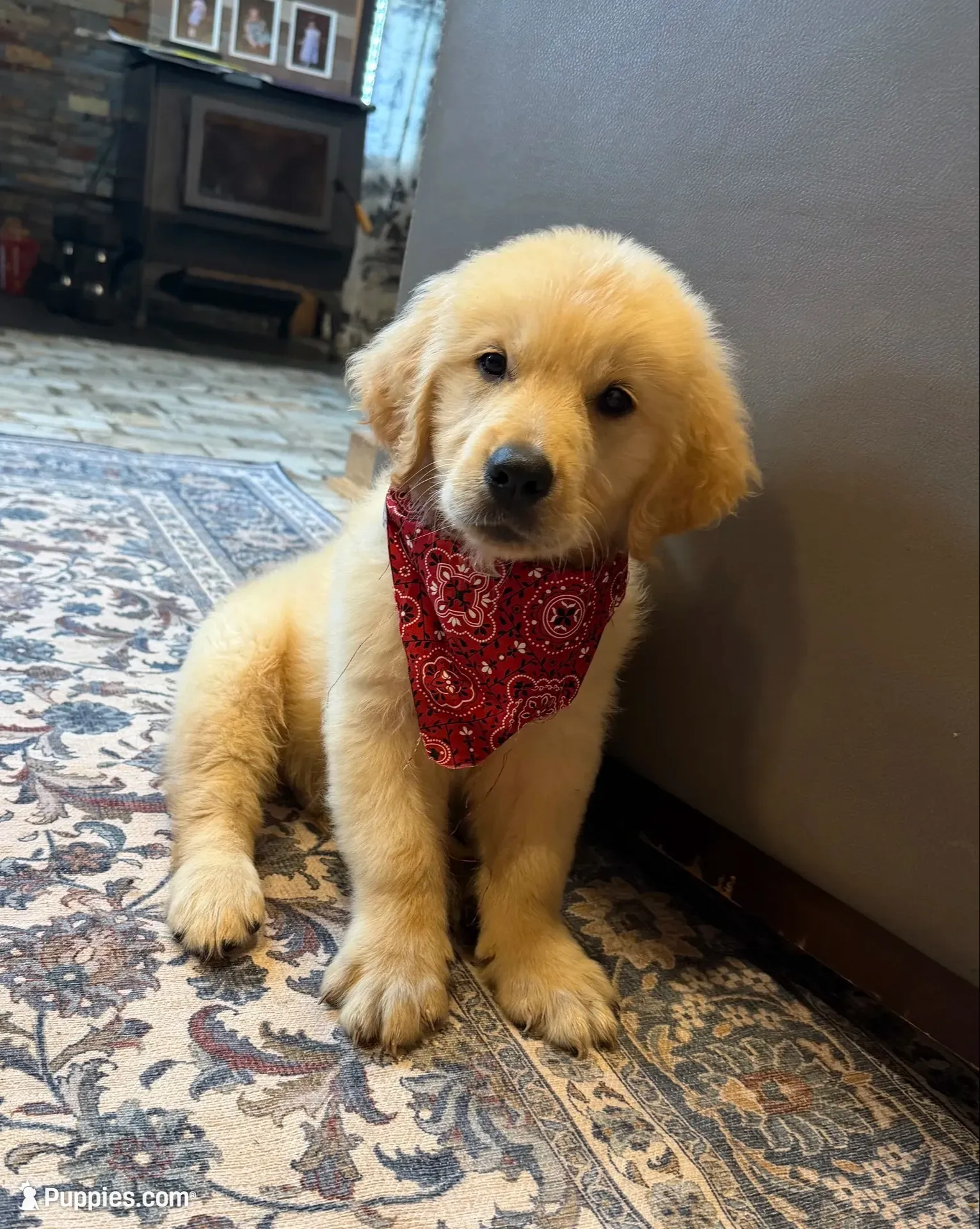 🎁 AKC’s ELF 🎁 , a male Golden Retriever for sale in Raymond, MS – 1 of 10