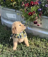 AKC Tumbleweed , a male Golden Retriever for sale in Raymond, MS – 7 of 8