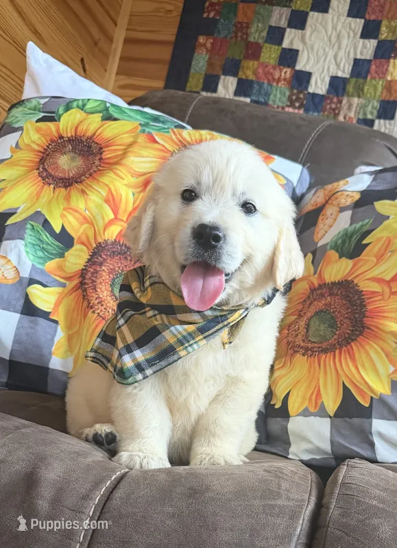 AKC River – Golden Retriever puppy for sale in Raymond, MS