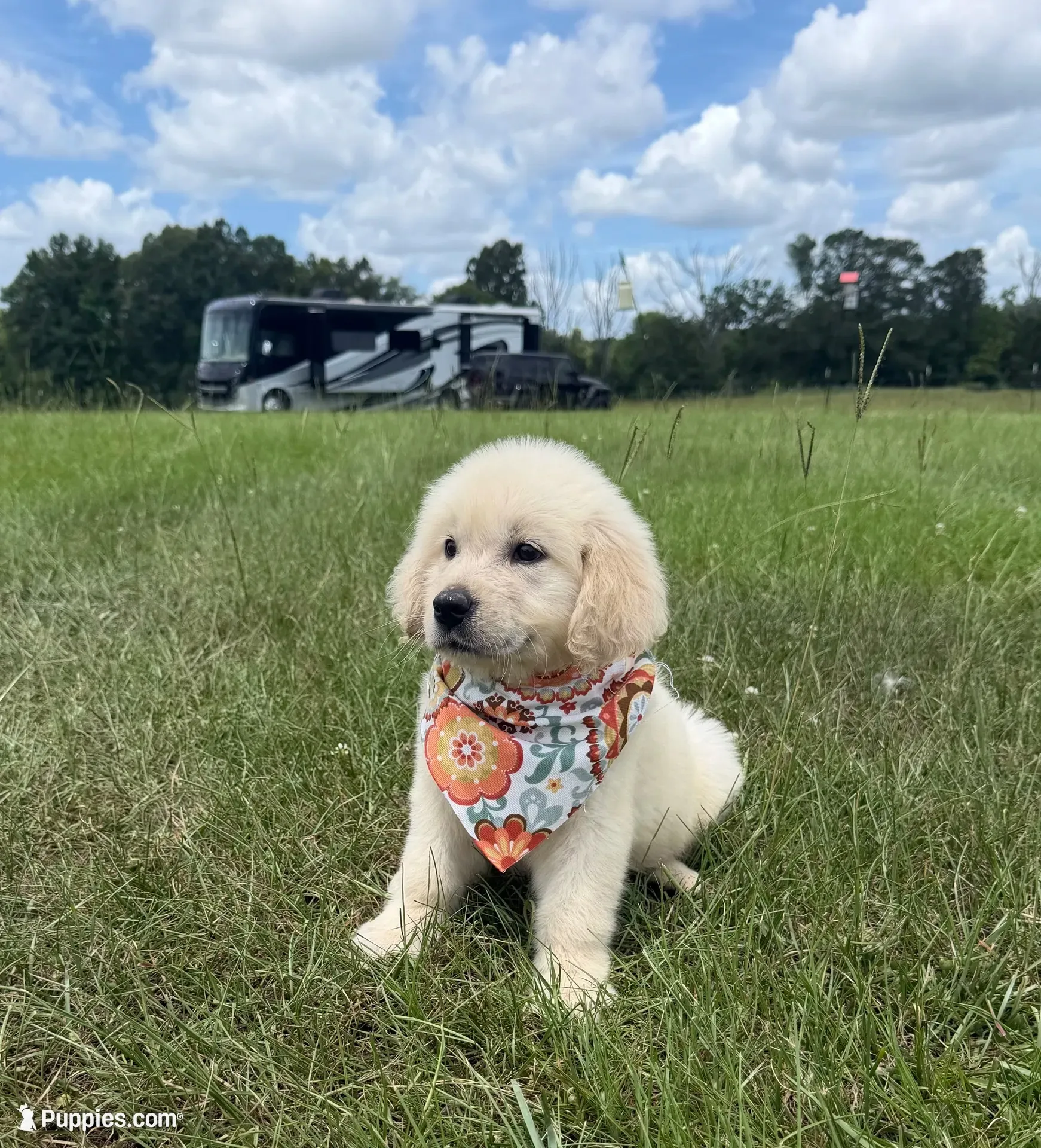  Frosty ☃️.— Ukrainian Mini  (Full-blooded, No mixes), a male Miniature Golden Retriever for sale in Raymond, MS – 7 of 8