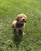 💕AKC Annie Oakley  💕 , a female Golden Retriever for sale in Raymond, MS – 1 of 8