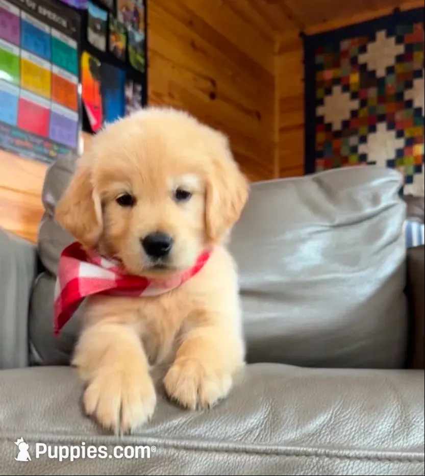 🎁 AKC’s ELF 🎁 , a male Golden Retriever for sale in Raymond, MS – 2 of 10