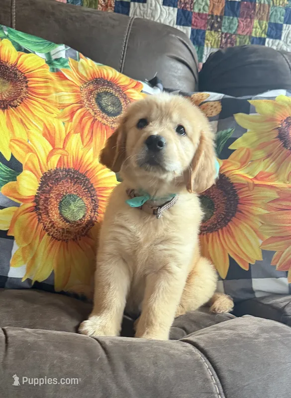 💕AKC Cayenne 💕 - House Training Started!  – Golden Retriever puppy for sale in Raymond, MS