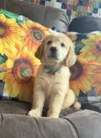💕AKC Cayenne 💕 - House Training Started! , a female Golden Retriever for sale in Raymond, MS – 4 of 5