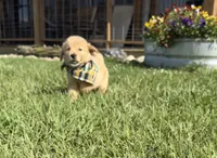 AKC Tumbleweed , a male Golden Retriever for sale in Raymond, MS – 2 of 8