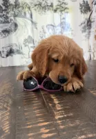 AKC Scarlett, a female Golden Retriever for sale in Raymond, MS – 2 of 6