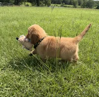 💕AKC Annie Oakley  💕 , a female Golden Retriever for sale in Raymond, MS – 7 of 8