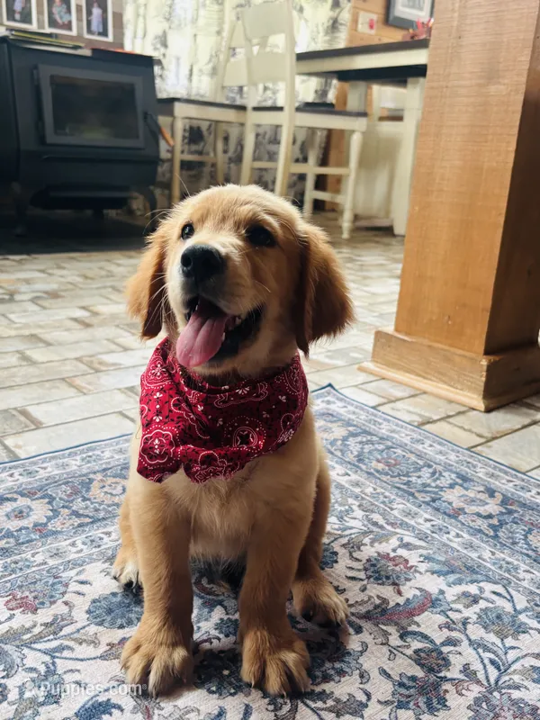 AKC Hank – Golden Retriever puppy for sale in Raymond, MS
