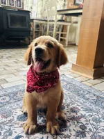 AKC Hank, a male Golden Retriever for sale in Raymond, MS – 1 of 5