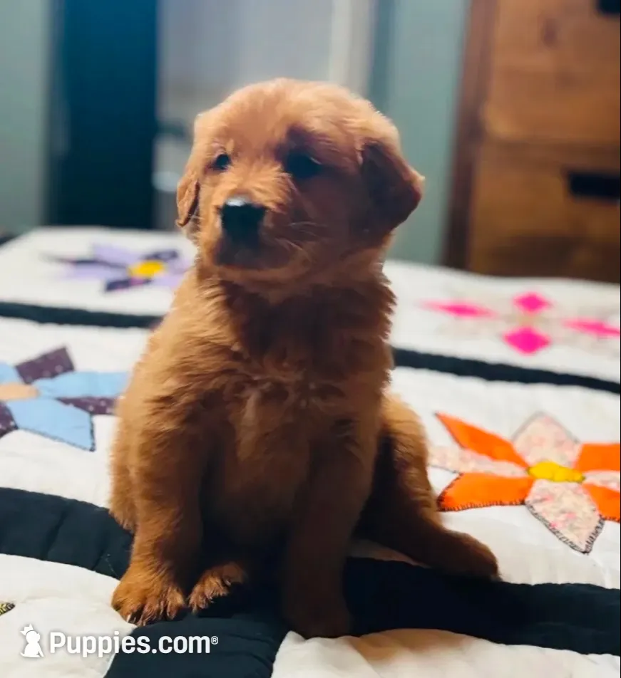 🎀 AKC’s Cindy-Lou  🎀 , a female Golden Retriever for sale in Raymond, MS – 3 of 10