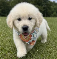 AKC Elsa, a female English Cream Golden Retriever for sale in Raymond, MS – 2 of 5