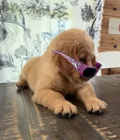 AKC Scarlett, a female Golden Retriever for sale in Raymond, MS – 6 of 6