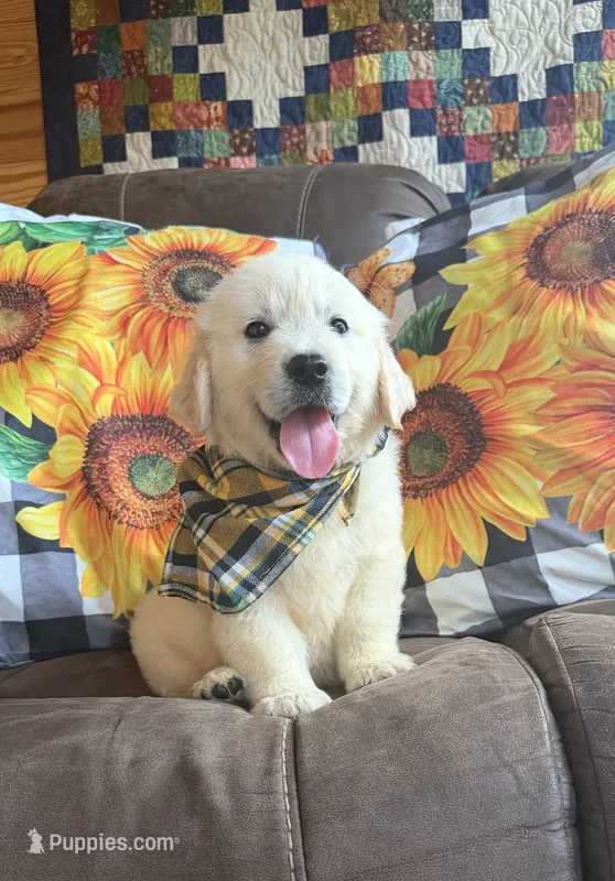 AKC Bentley  – Golden Retriever puppy for sale in Raymond, MS