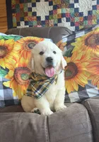 AKC Bentley , a male Golden Retriever for sale in Raymond, MS – 1 of 5