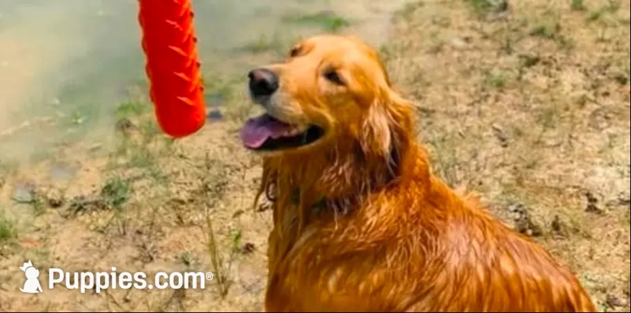 🎄 AKC’s Kringle! 🎄 , a male Golden Retriever for sale in Raymond, MS – 3 of 10