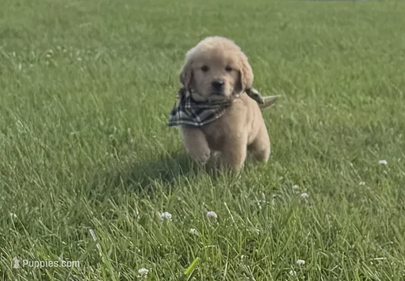 AKC Marigold  – Golden Retriever puppy for sale in Raymond, MS