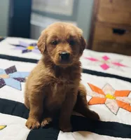 AKC Gunner , a male Golden Retriever for sale in Raymond, MS – 4 of 6