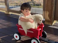 Shiloh , a male Miniature Golden Retriever for sale in Raymond, MS – Photo 2 of 2