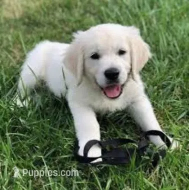 Shiloh  – Miniature Golden Retriever puppy for sale in Raymond, MS