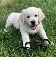 Shiloh , a male Miniature Golden Retriever for sale in Raymond, MS – Photo 1 of 2