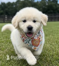 AKC Elsa – English Cream Golden Retriever puppy for sale in Raymond, MS