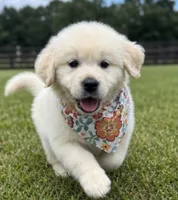 AKC Elsa, a female English Cream Golden Retriever for sale in Raymond, MS – 1 of 5
