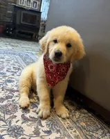 AKC Ollie — House training started!! 🧡, a male Golden Retriever for sale in Raymond, MS – 2 of 4