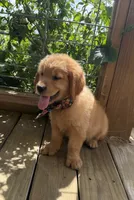 💕AKC Annie Oakley  💕 , a female Golden Retriever for sale in Raymond, MS – 5 of 8