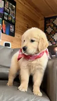 AKC Halo, a male Golden Retriever for sale in Raymond, MS – 4 of 5