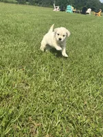AKC Prince Fluffington (Prince) , a male Miniature Golden Retriever for sale in Raymond, MS – 6 of 7