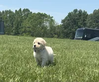 AKC River, a male Golden Retriever for sale in Raymond, MS – 6 of 9