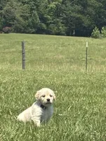 AKC River, a male Golden Retriever for sale in Raymond, MS – 2 of 9