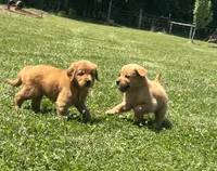 AKC Roux , a male Golden Retriever for sale in Raymond, MS – 3 of 4