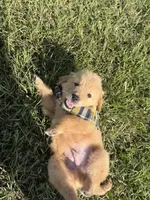 AKC Tumbleweed , a male Golden Retriever for sale in Raymond, MS – 3 of 8