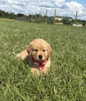 AKC Cajun, a male Golden Retriever for sale in Raymond, MS – 4 of 7