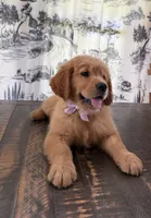 AKC Scarlett, a female Golden Retriever for sale in Raymond, MS – 1 of 6