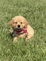 AKC Cajun, a male Golden Retriever for sale in Raymond, MS – 3 of 7