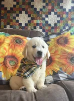 AKC Bentley , a male Golden Retriever for sale in Raymond, MS – 5 of 5