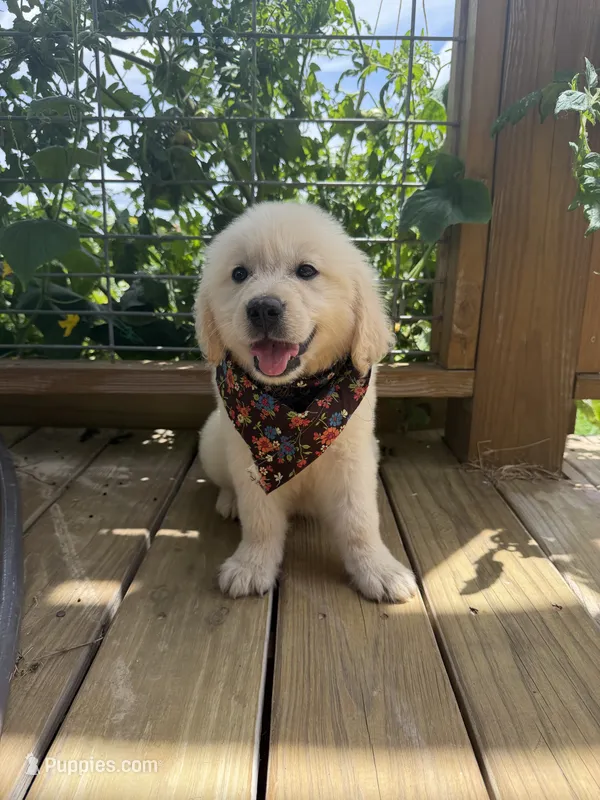 Pixie — True Mini Golden, AKC Purebred (No mixes)  – Miniature Golden Retriever puppy for sale in Raymond, MS