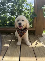 Pixie — True Mini Golden, AKC Purebred (No mixes) , a female Miniature Golden Retriever for sale in Raymond, MS – 1 of 3