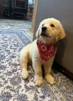 AKC Ollie — House training started!! 🧡, a male Golden Retriever for sale in Raymond, MS – 4 of 4