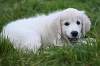 River, a male English Cream Golden Retriever for sale in Raymond, MS – Photo 2 of 5