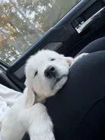 River, a male English Cream Golden Retriever for sale in Raymond, MS – Photo 4 of 5