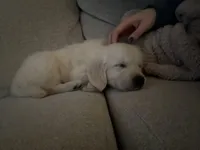 River, a male English Cream Golden Retriever for sale in Raymond, MS – Photo 5 of 5