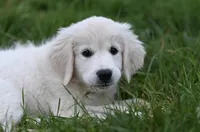 River, a male English Cream Golden Retriever for sale in Raymond, MS – Photo 3 of 5